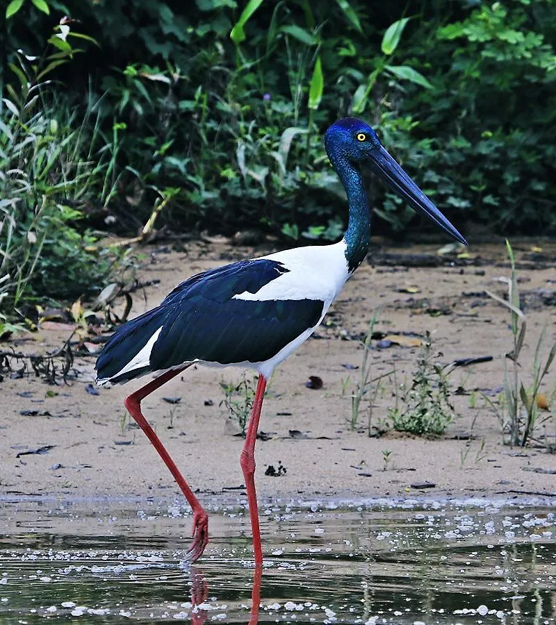 Egrets Rest Villa Daintree Australia