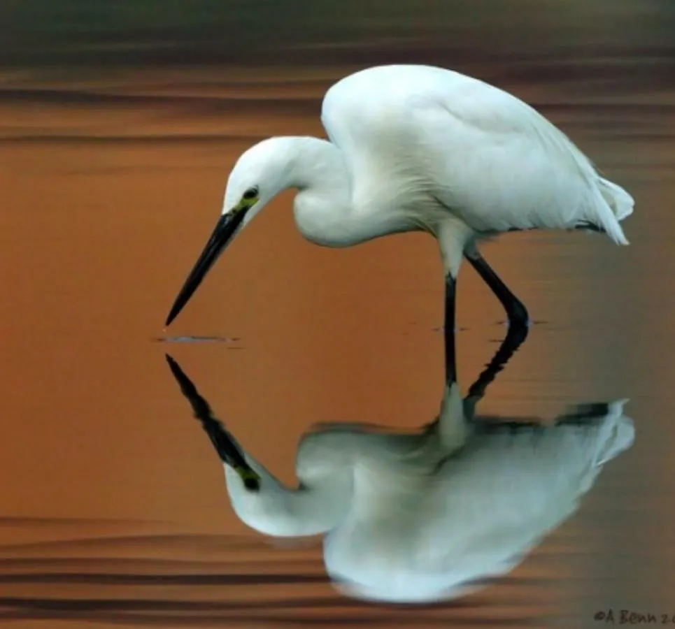 Egrets Rest Villa Daintree 0*,  Australia