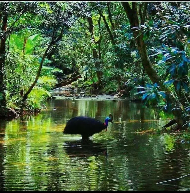 Egrets Rest Villa Daintree