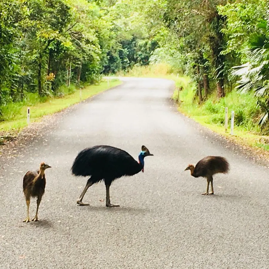 Egrets Rest Villa Daintree