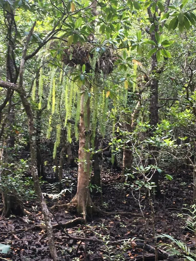 Holiday home Egrets Rest Villa Daintree
